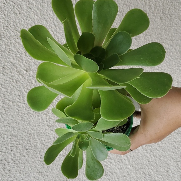Saucer Plant Cuttings - Picture 2 of 2